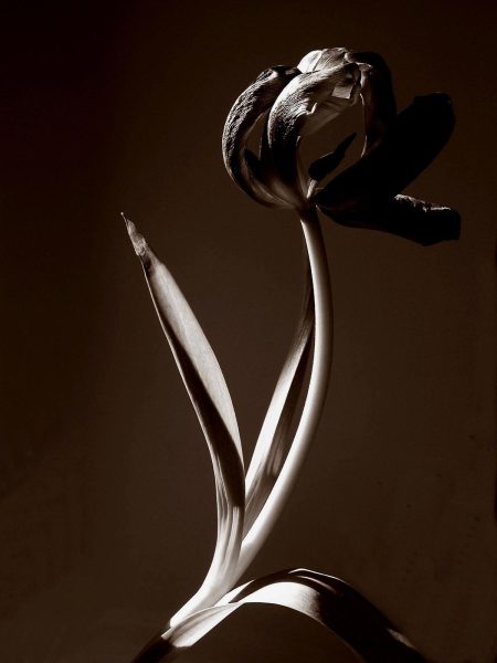 Black Tulip