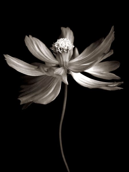 Cosmos
