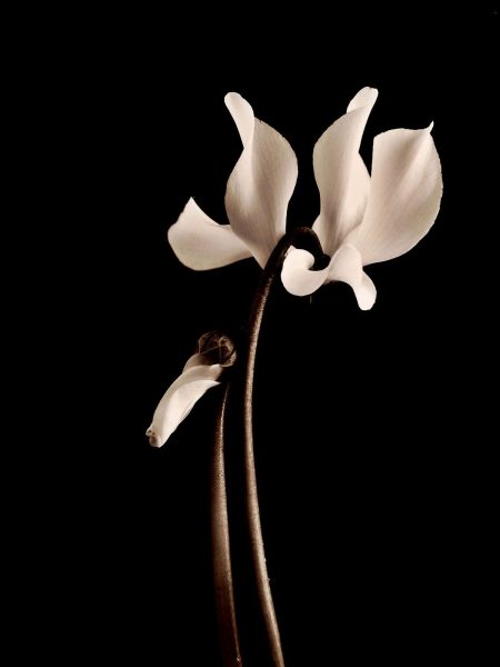 Cyclamen