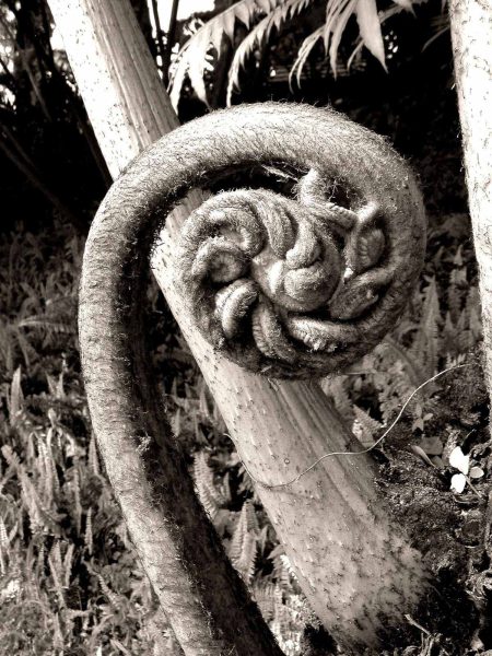 Fern