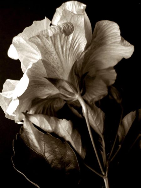 Hibiscus