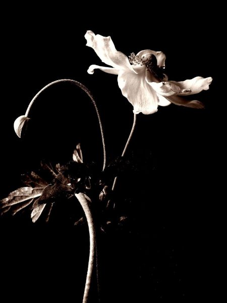 Japanese Anemone