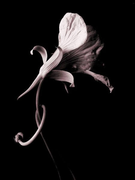 Nasturtium