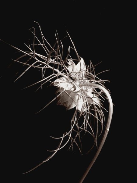 Nigella