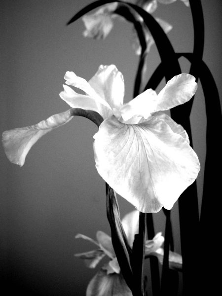 Siberian Iris