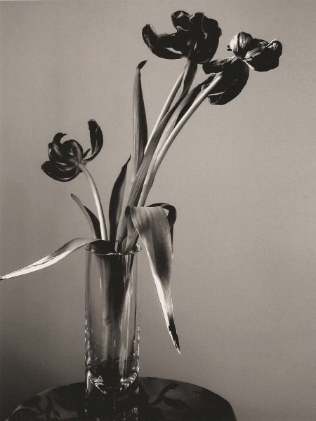 Three Tulips